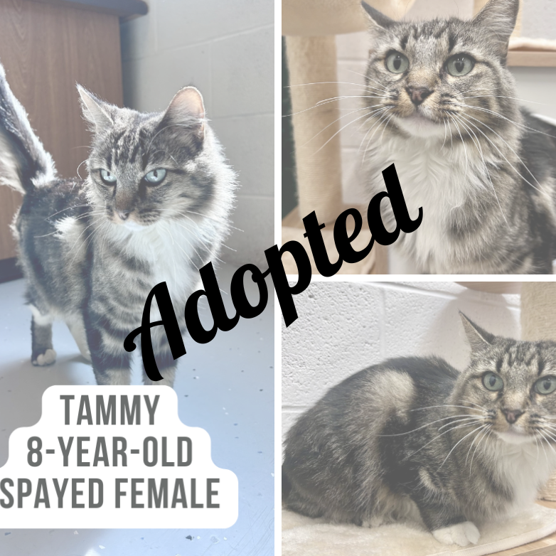 Tammy - Adopted